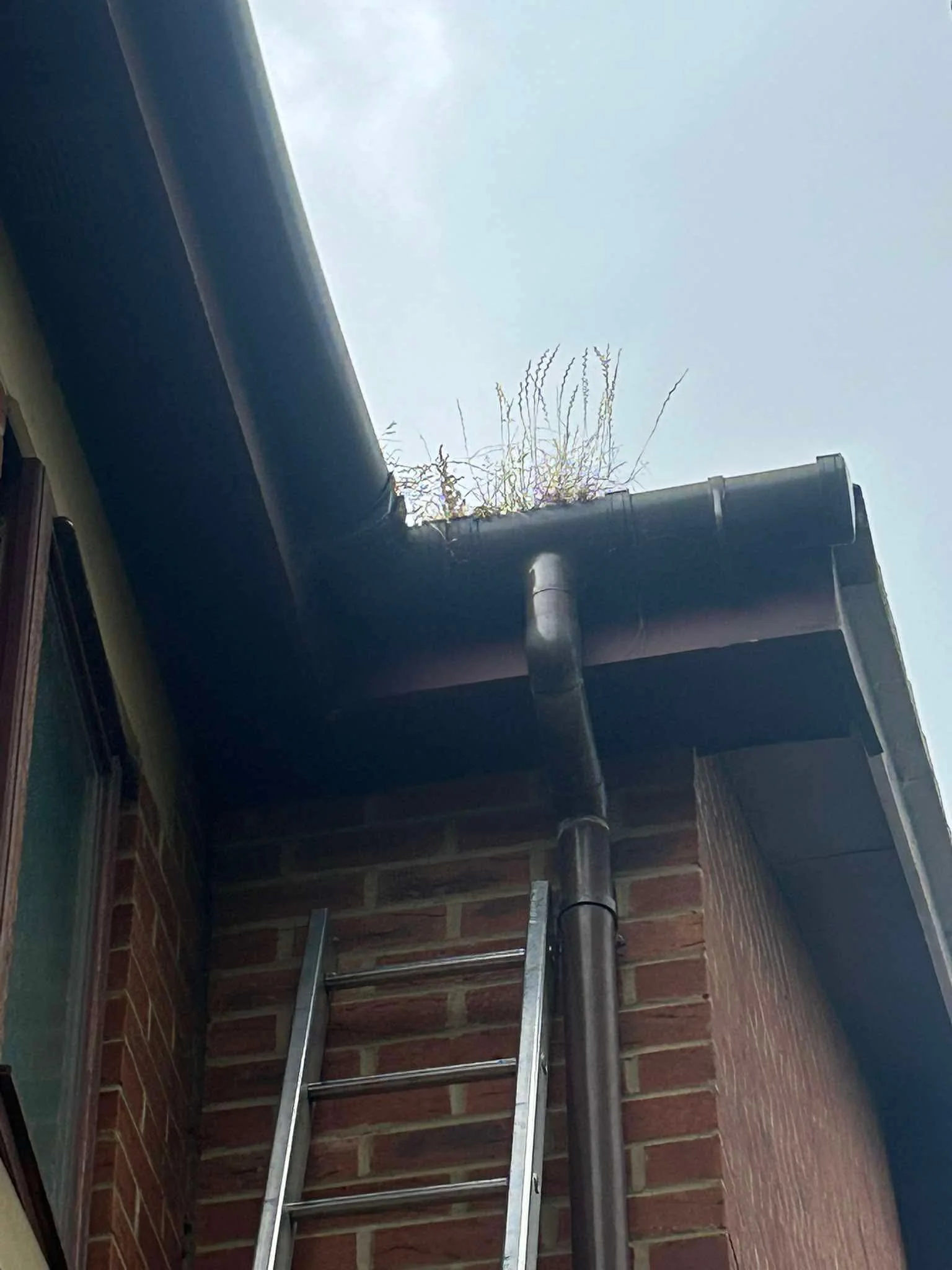 Vegetation visible at a care-home gutter junction before clearance