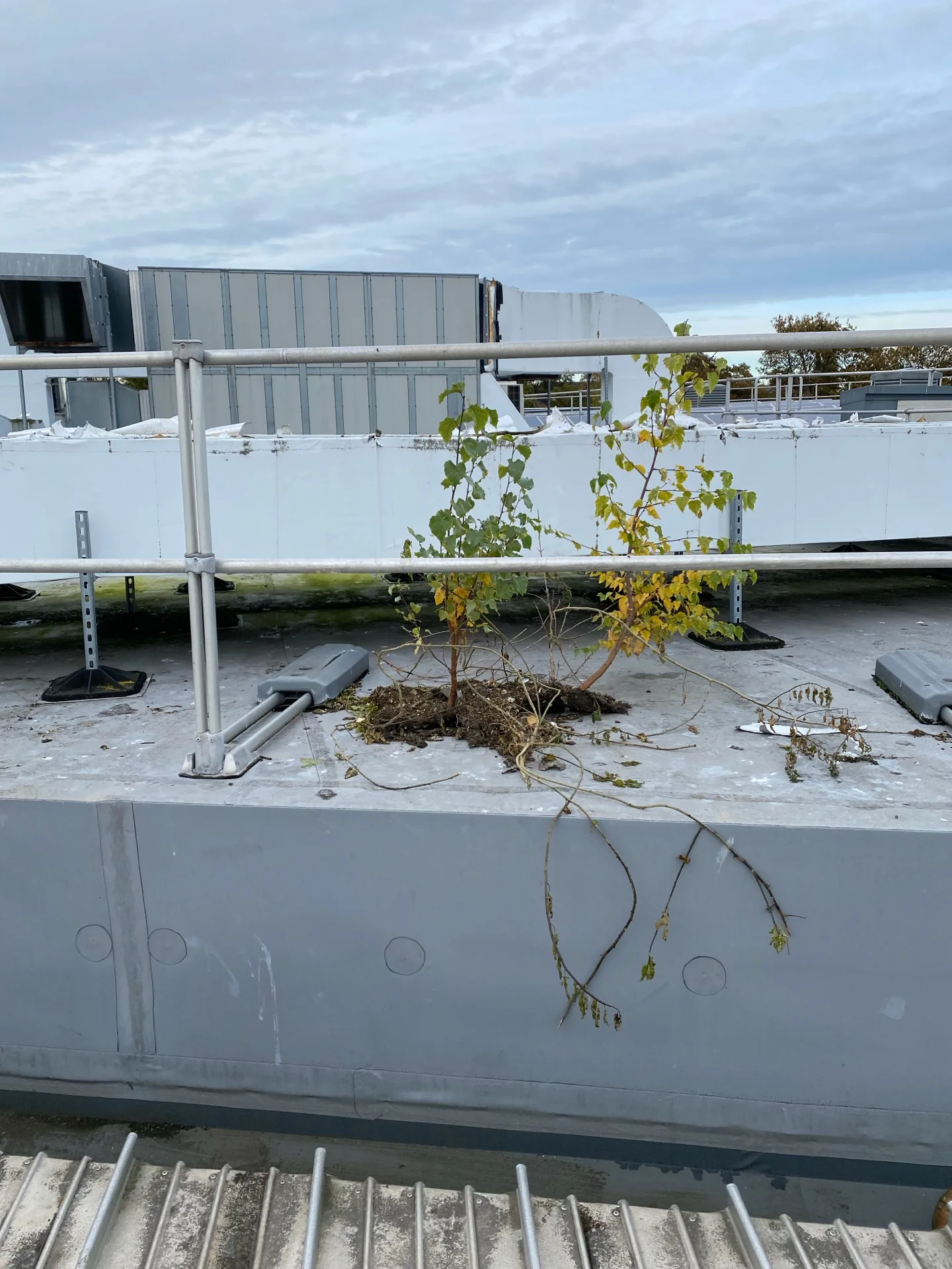 Rooftop detail recorded at a school roof-and-gully cleaning project